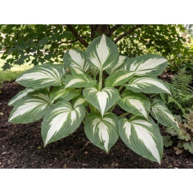 Hosta Vulcan