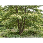 Cornus alternifolia