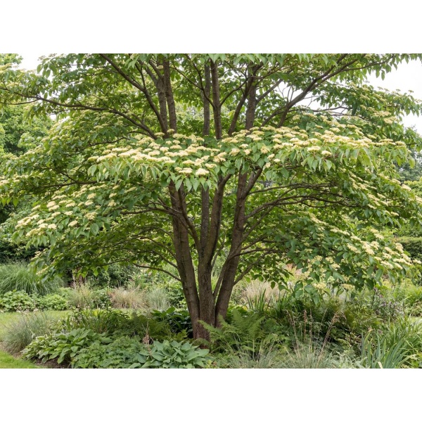7e618a2a7ec8_1050-2.jpg Cornus alternifolia