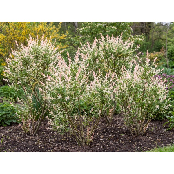 Salix integra Hakuro-nishiki