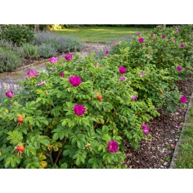 Rosa rugosa
