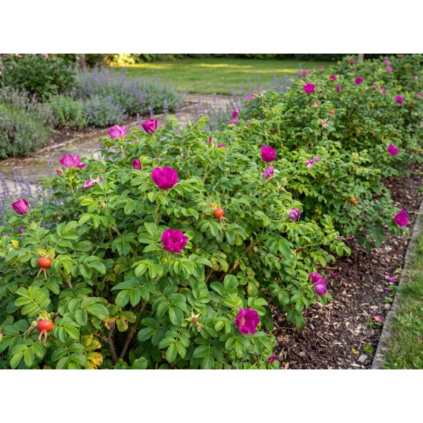 Rosa rugosa