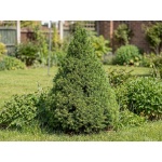 Picea glauca Conica