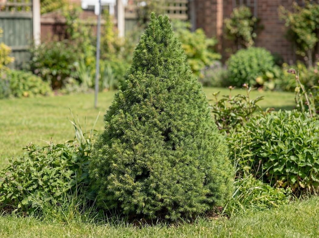 Picea glauca Conica