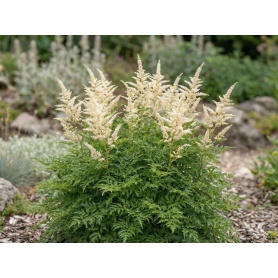 Aruncus aethusifolius