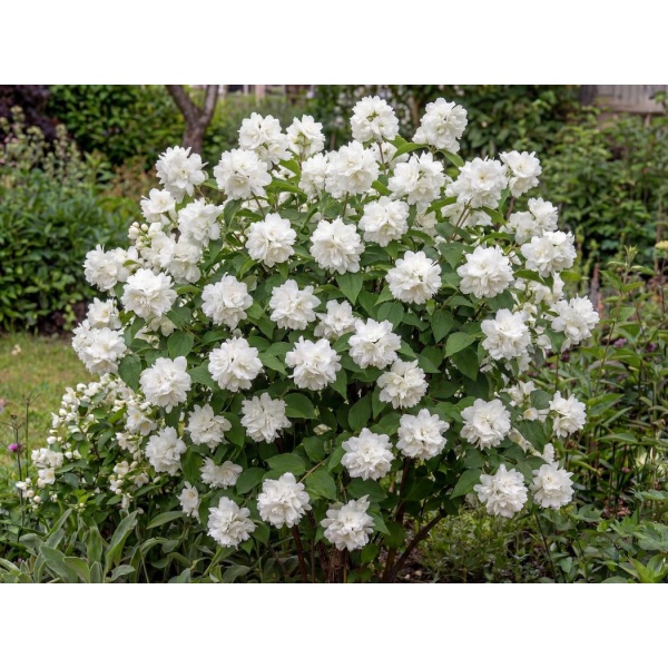 Philadelphus Snowbelle
