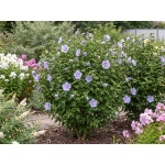 Hibiscus syriacus Blue Chiffon