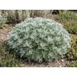 Artemisia schmidtiana Nana