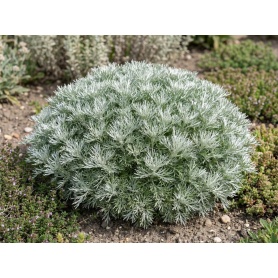 Artemisia schmidtiana Nana