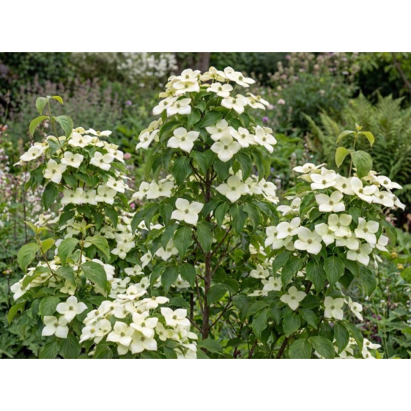 Cornus kousa var. chinensis Claudia