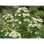 Cornus kousa var. chinensis Claudia