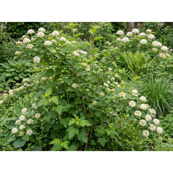 Physocarpus opulifolius