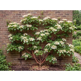 Hydrangea petiolaris