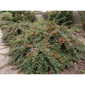 Cotoneaster suecicus Coral Beauty