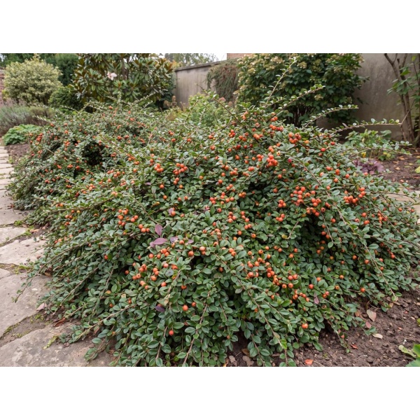Cotoneaster suecicus Coral Beauty