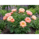 Paeonia Pink Hawaiian Coral