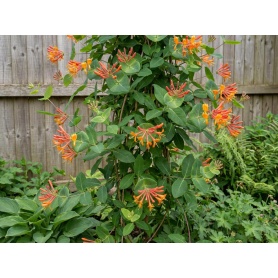 Lonicera brownii Dropmore Scarlet