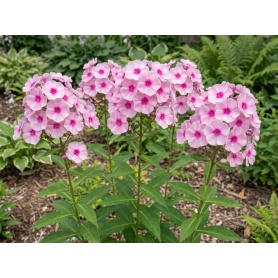 Phlox paniculata Bright Eyes