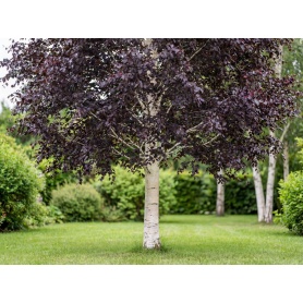 Betula pendula Royal Frost
