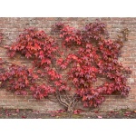 Parthenocissus tricuspidata 'Veitchii'