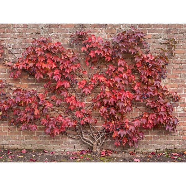 Parthenocissus tricuspidata 'Veitchii'