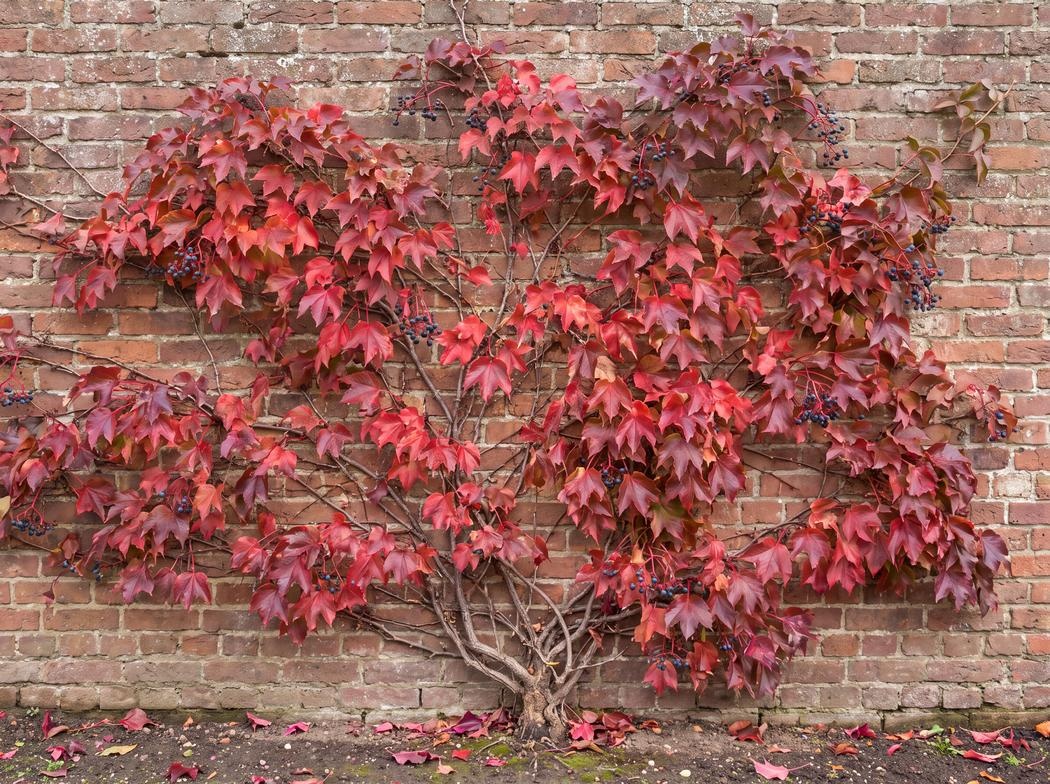 Parthenocissus tricuspidata 'Veitchii'