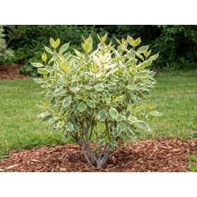 Cornus alba Bailhalo