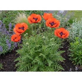 Papaver orientale Beauty of Livermere