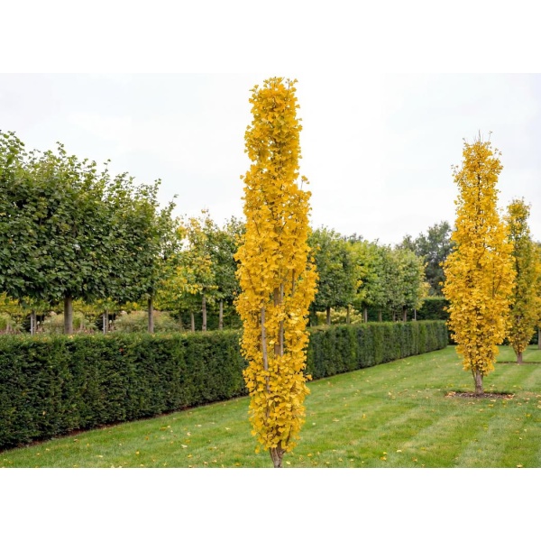 Ginkgo biloba Menhir