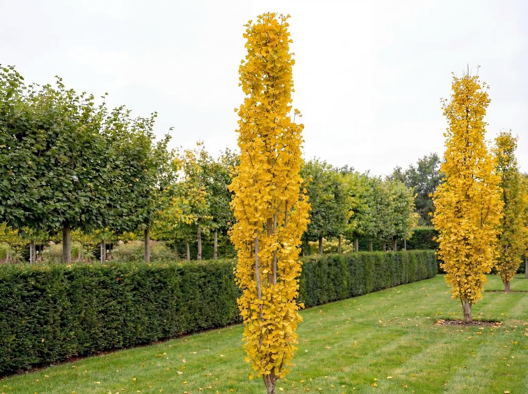 Ginkgo biloba Menhir