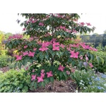 Cornus kousa Scarlet Fire