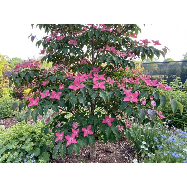 Cornus kousa Scarlet Fire