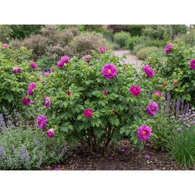 Rosa rugosa Hansa