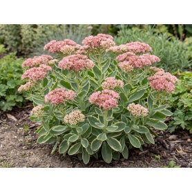 Hylotelephium Frosted Fire