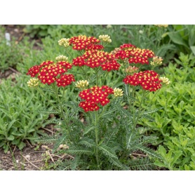 Achillea millefolium Milly Rock Red