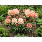Rhododendron Percy Wiseman