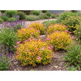 Spiraea japonica Walbuma