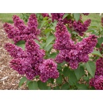 Syringa vulgaris Charles Joly