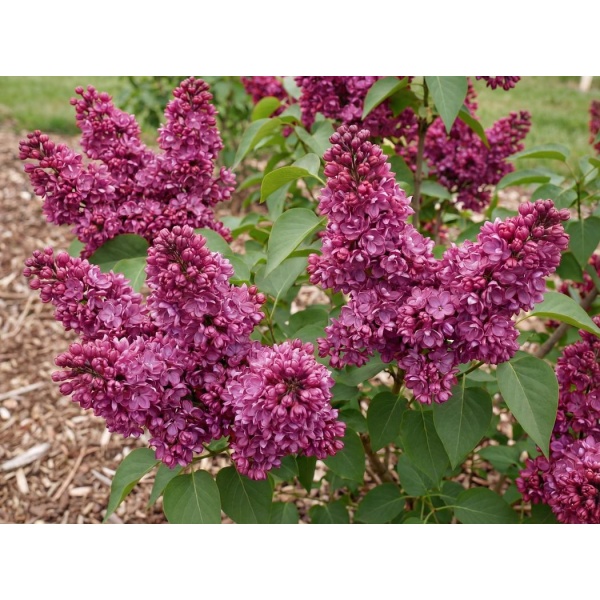 Syringa vulgaris Charles Joly