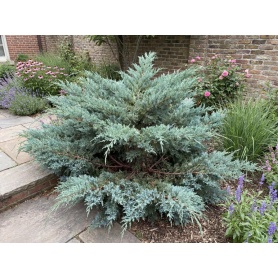 Juniperus Grey Owl