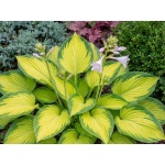 Hosta Rainforest Sunrise