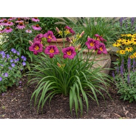 Hemerocallis Purple de Oro