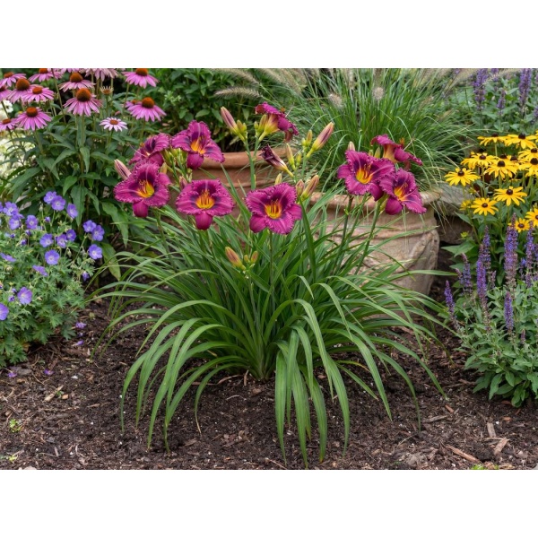Hemerocallis Purple de Oro
