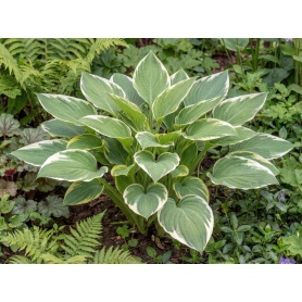 Hosta Francee