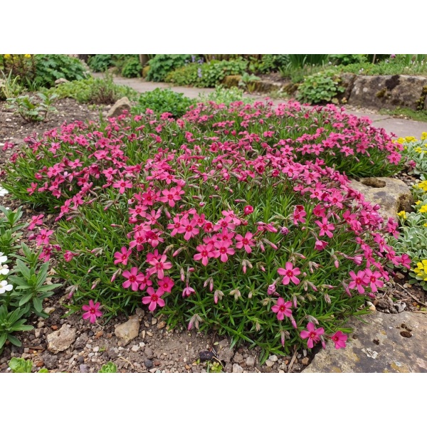 Phlox subulata Scarlet Flame
