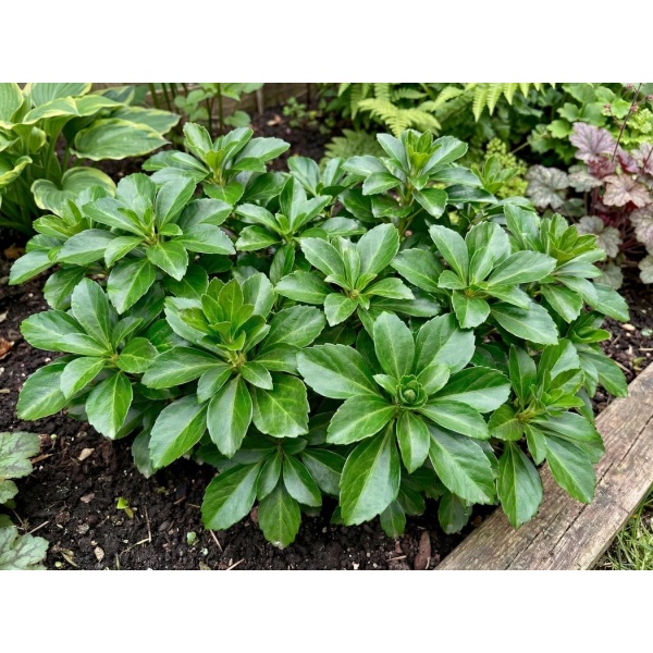 Pachysandra terminalis Green Sheen