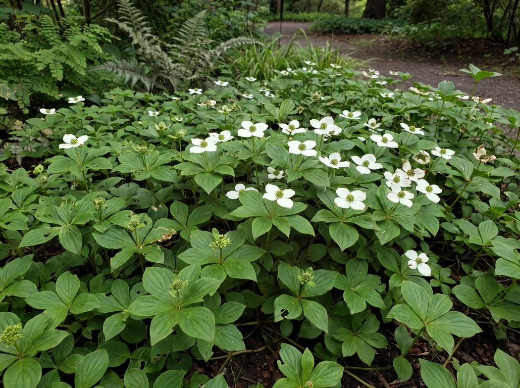 Cornus canadensis
