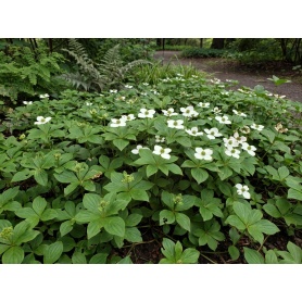 Cornus canadensis