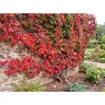 Parthenocissus quinquefolia var. engelmannii