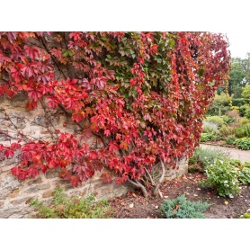 Parthenocissus quinquefolia var. engelmannii